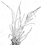gramigna comune - agropyron repens - giu 2011 - milano parco sud